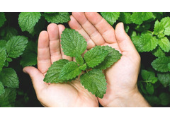 Pudina Patti Mint Leaves Benefits Uses Recipes Nutrition